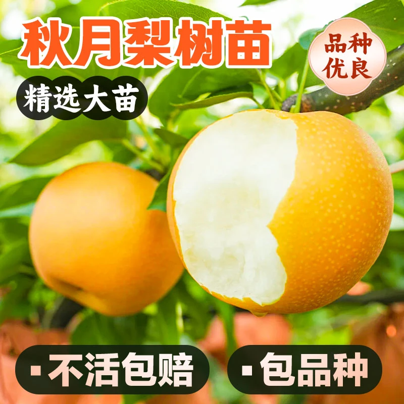 正宗秋月梨树苗 秋月梨树苗