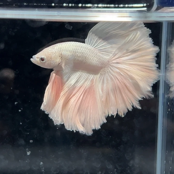 斗鱼14号打折出鱼水蜜桃粉色