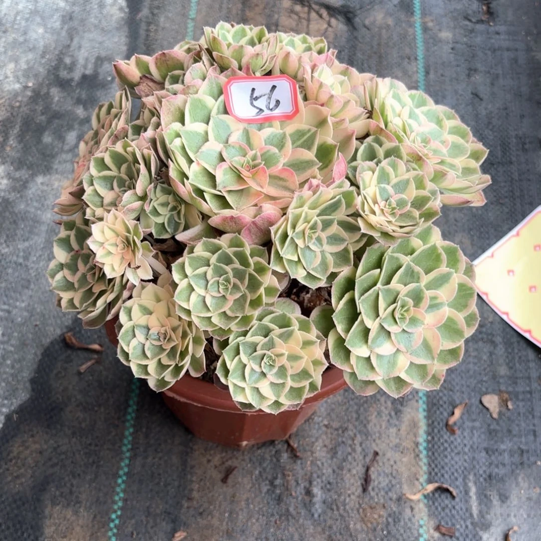 全部花朵随****356西施多肉植物