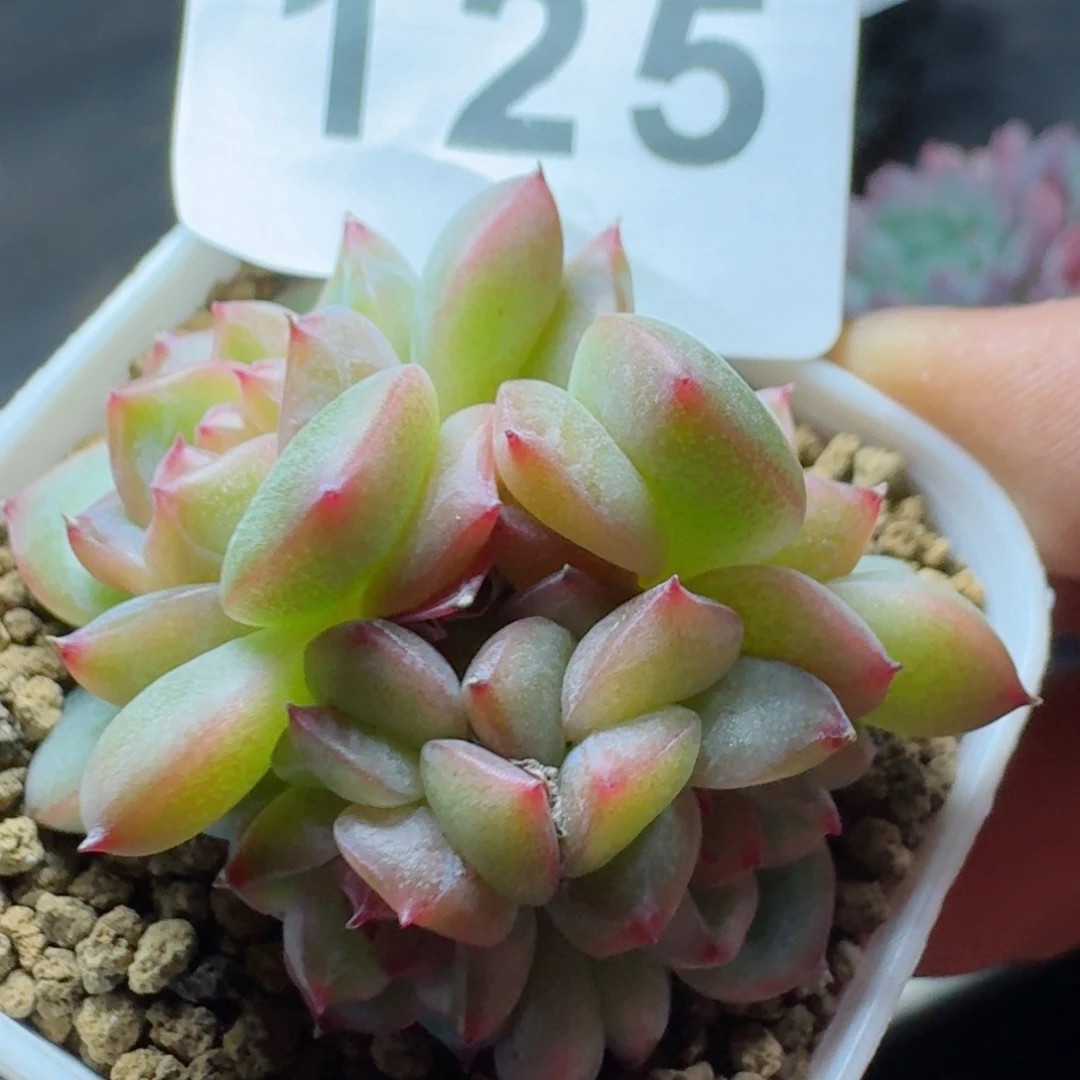 海洋之心      愿你一路坦途，乘风破浪展宏图