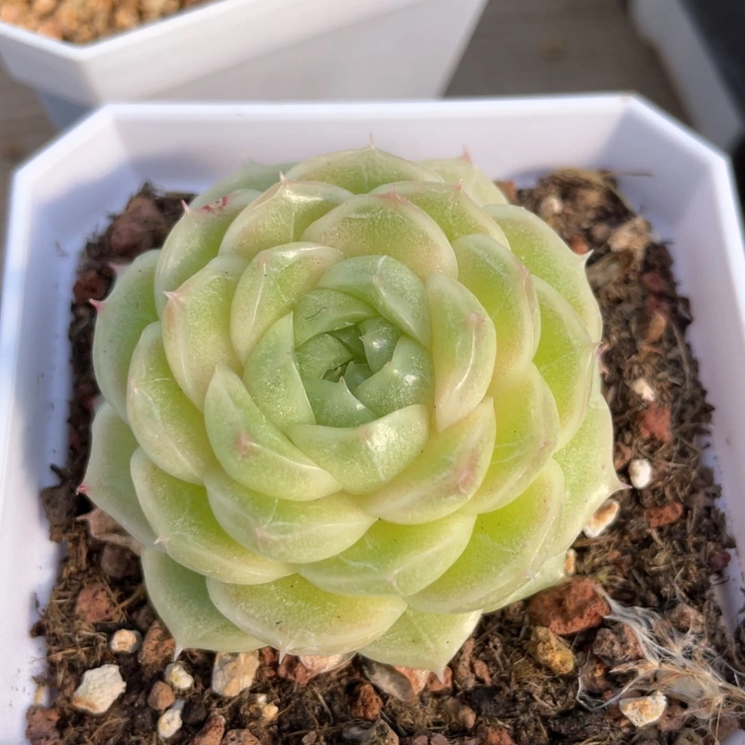 优选糯米麦杆1238