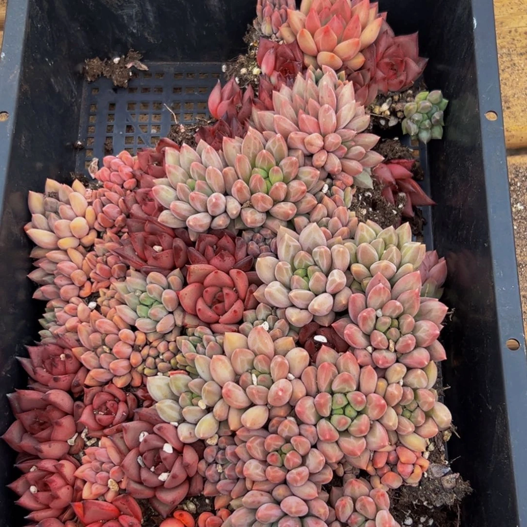 797多肉植物和植物在这里
