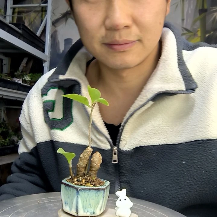 猫***外中青园艺一物一拍花132