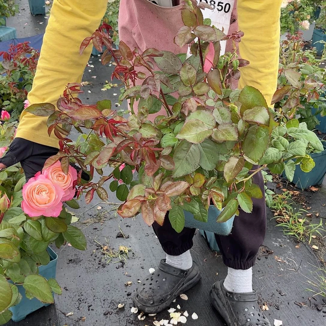 凯瑟琳1.5加仑扦插