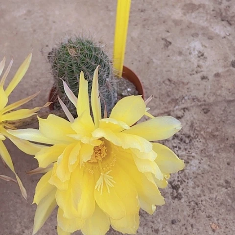 滴***机仙人掌彩草A083摘花脱土发货