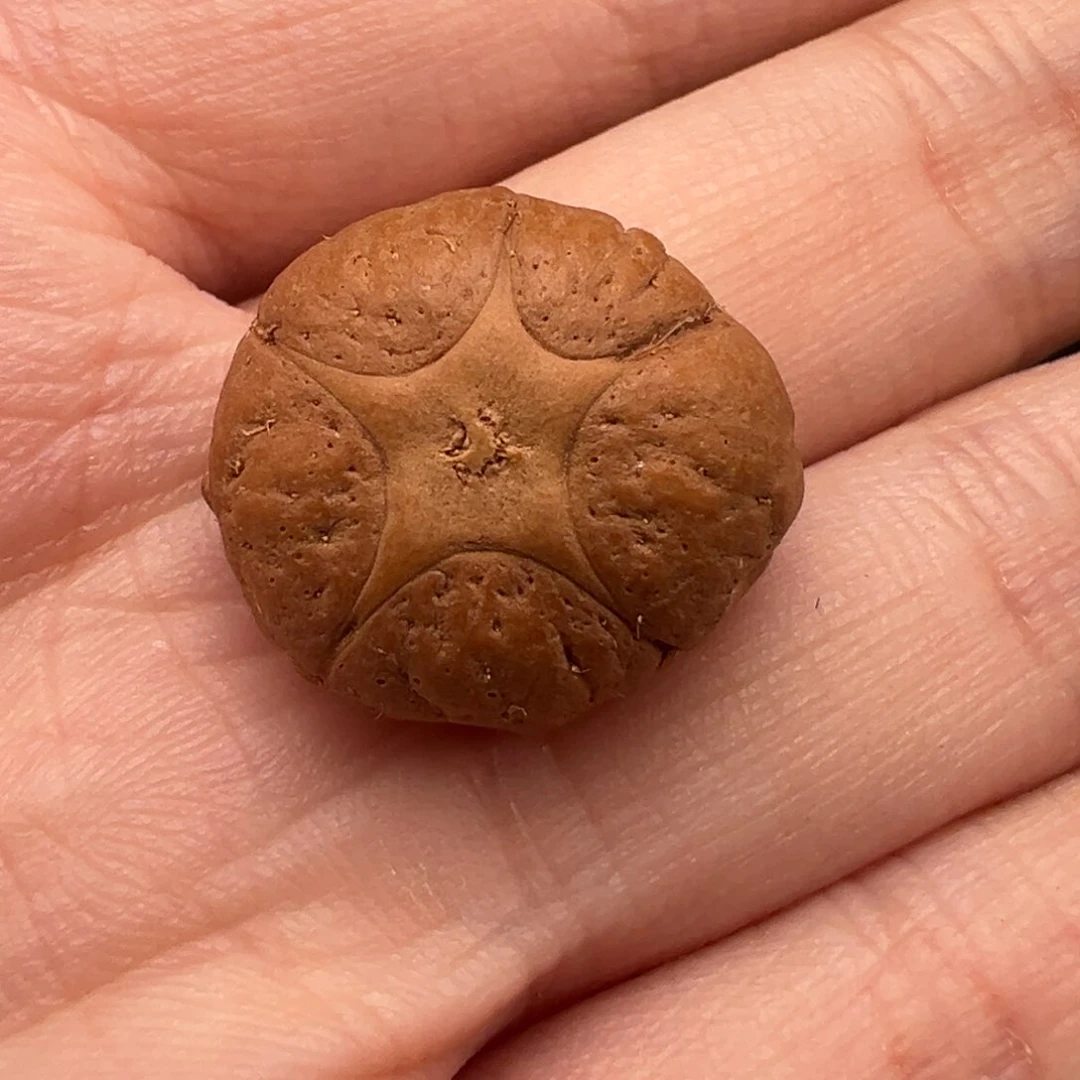 凤眼菩提吊坠拼*五星打孔不退不换