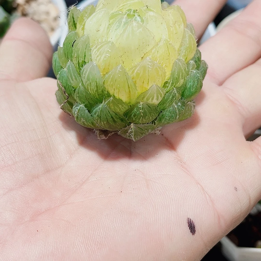 特价处理雨露系列