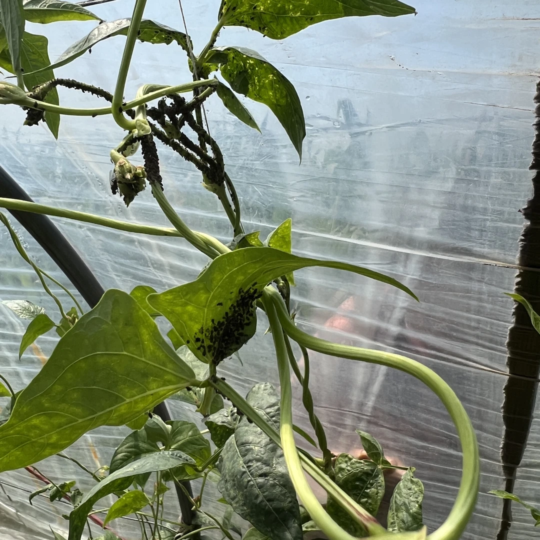 【小虫净】腻虫蚜虫防治组合