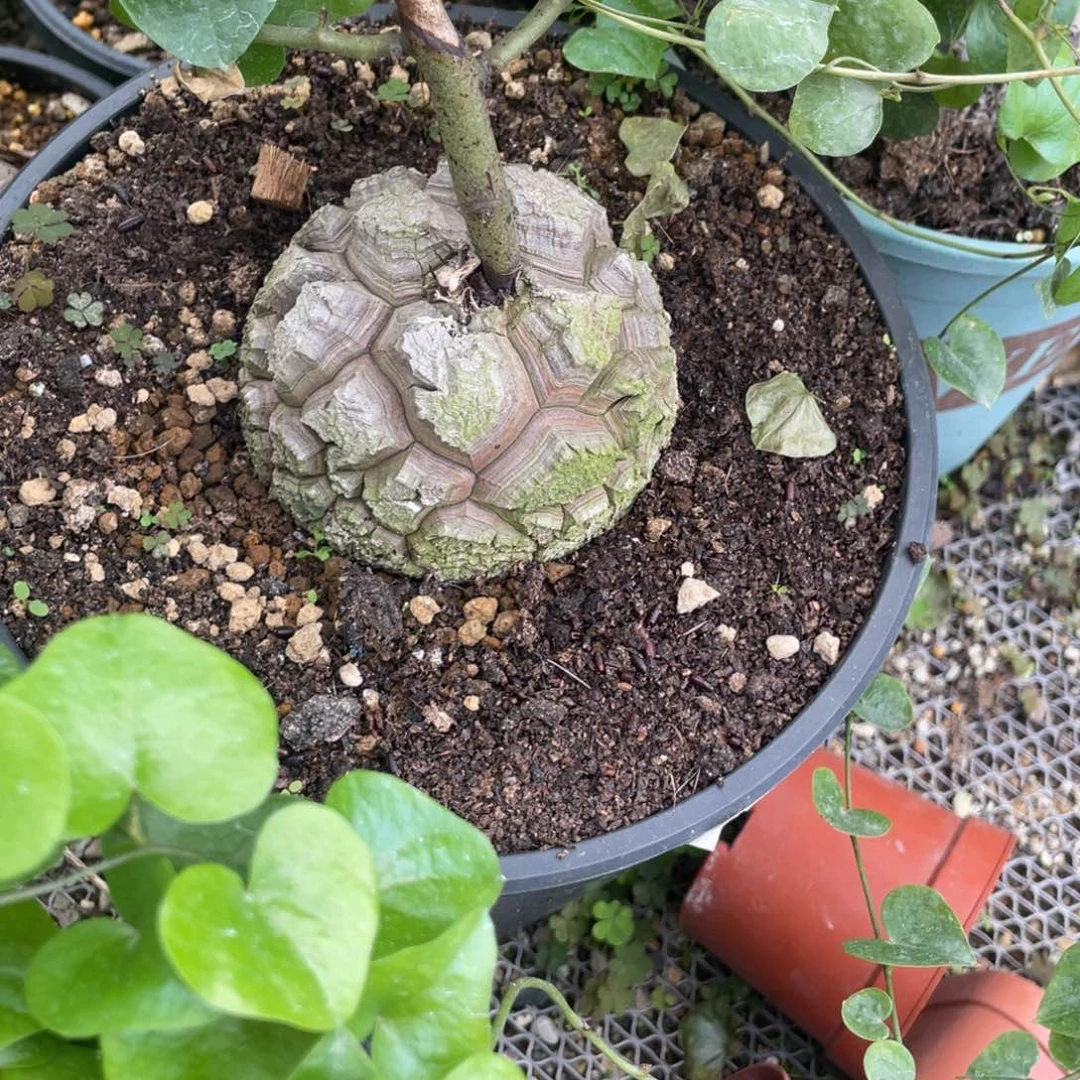 无花朵南非龟甲龙