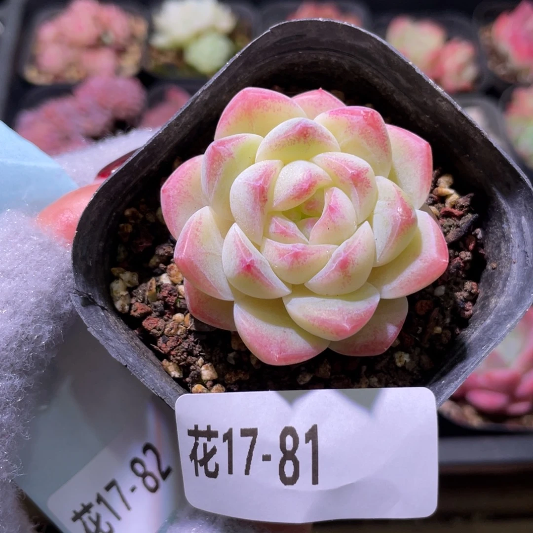 花利美17-81明月心