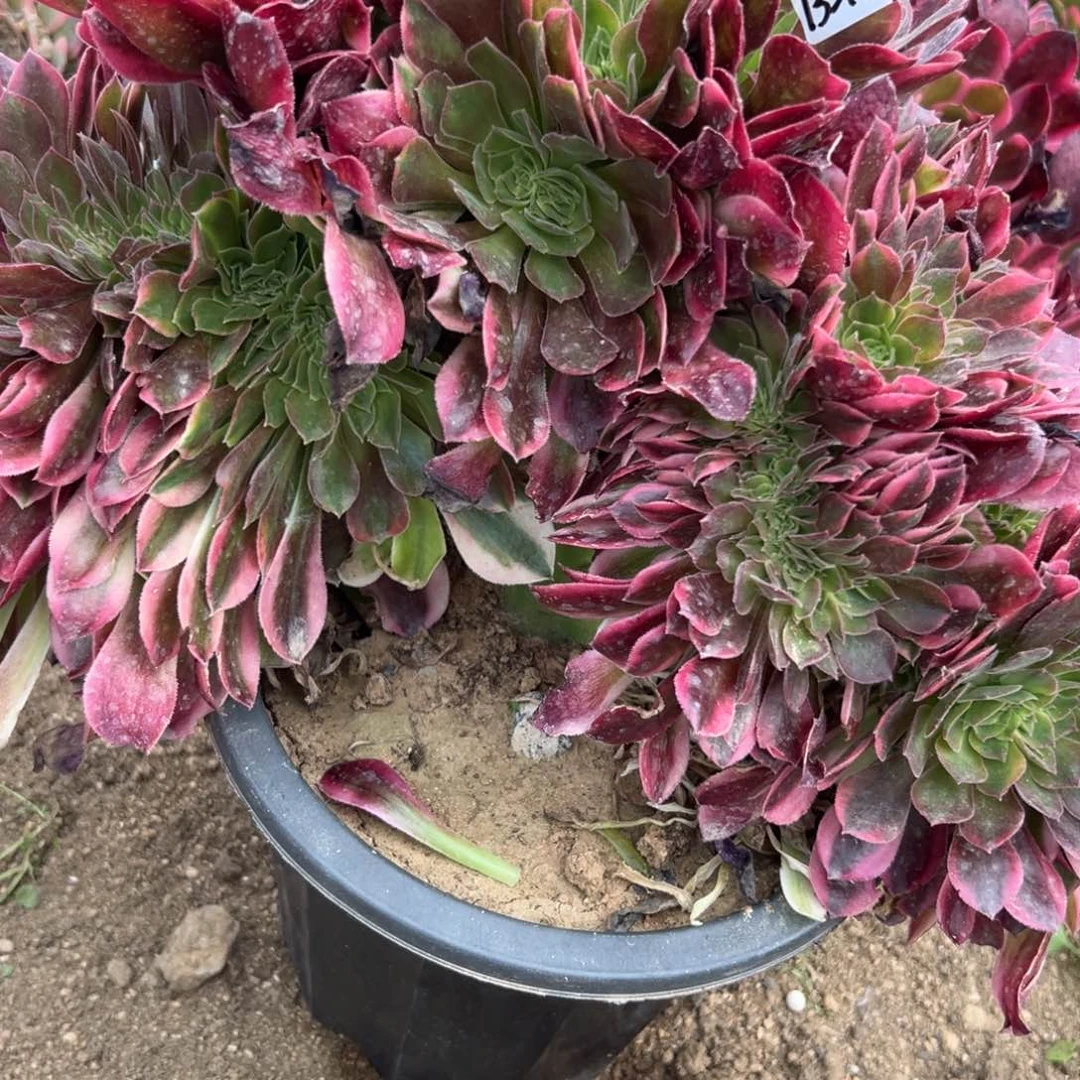187香妃缀多肉植物系