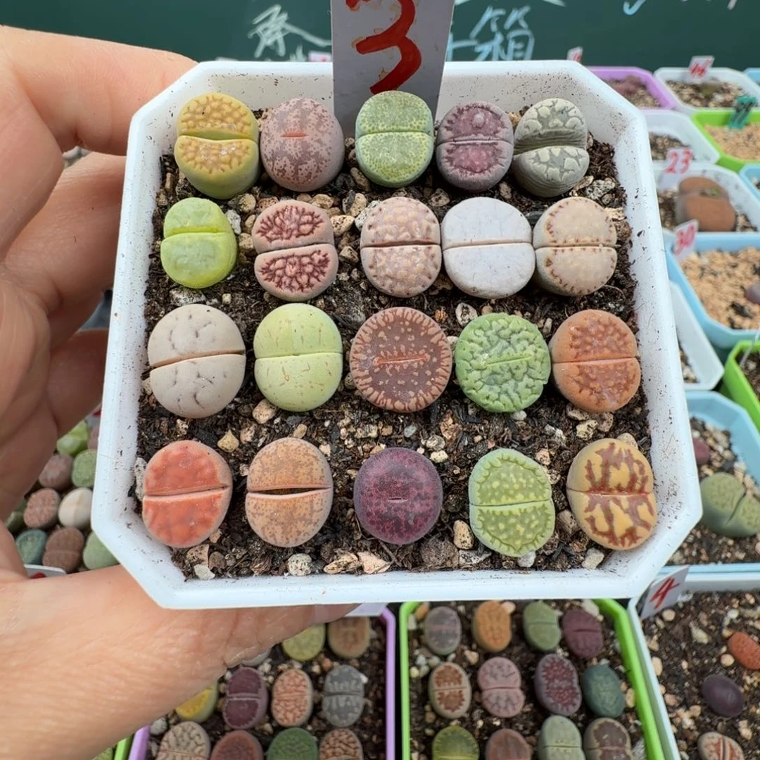 特价彩拼带盆土 3