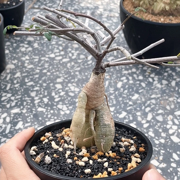 小叶西番莲6666999666