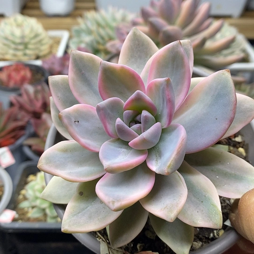 2026 紫雾锦 需延时发货