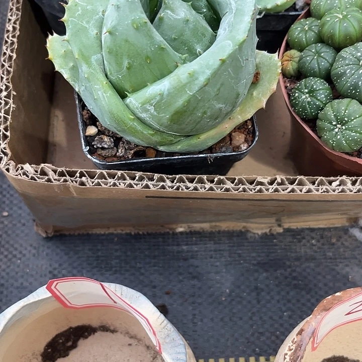 芦荟元宝带盆土发