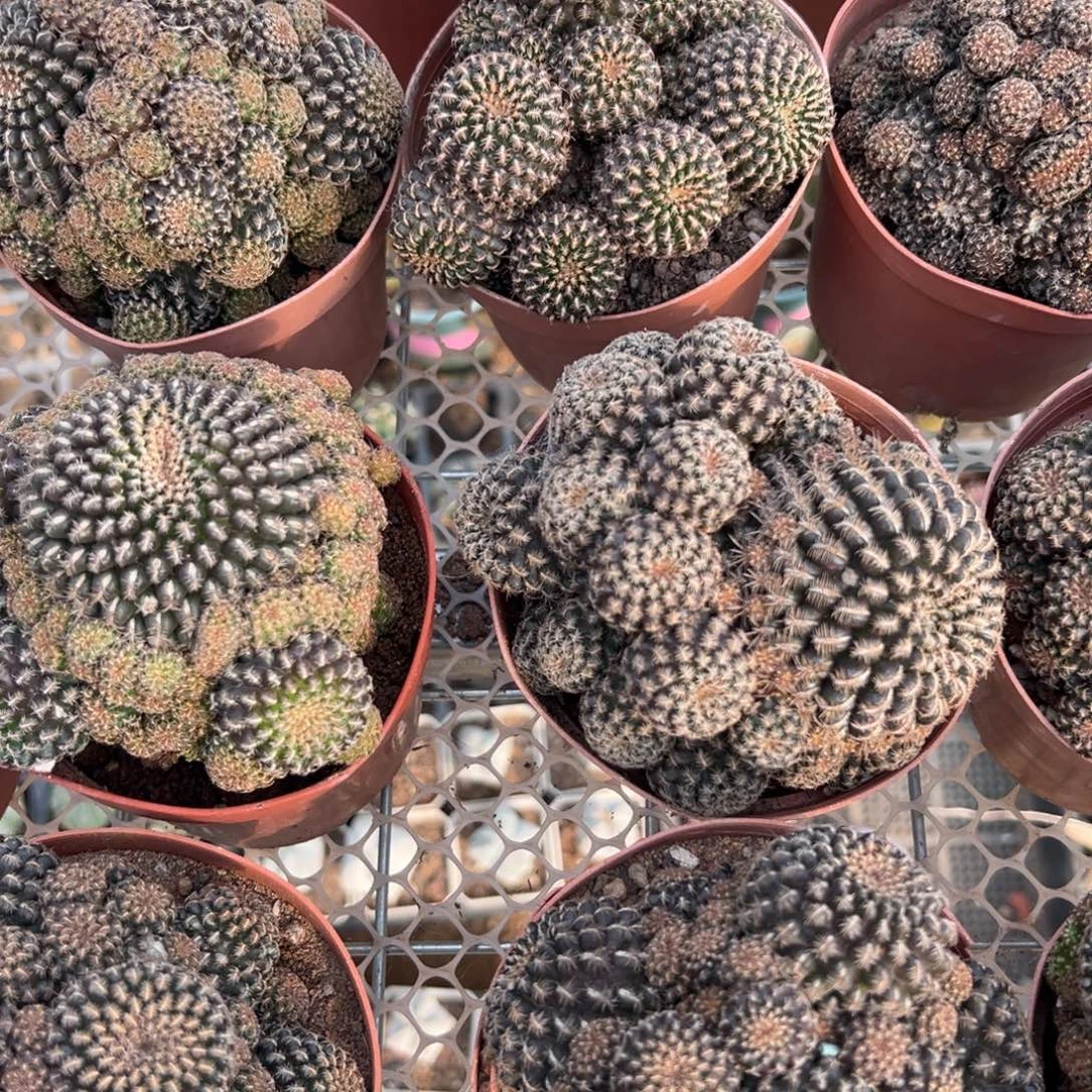 黑牡丹随机一颗。