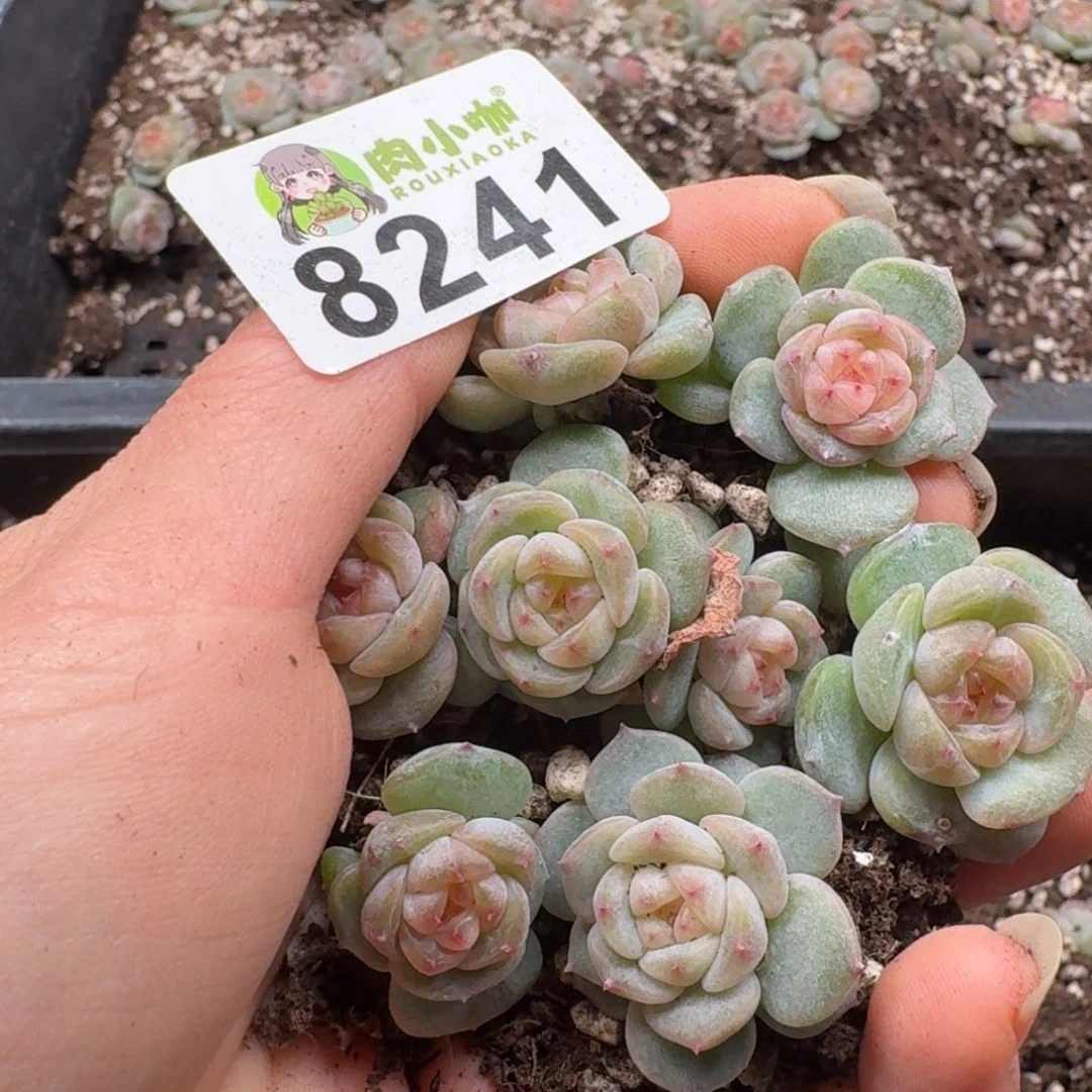 多肉植物多肉植物