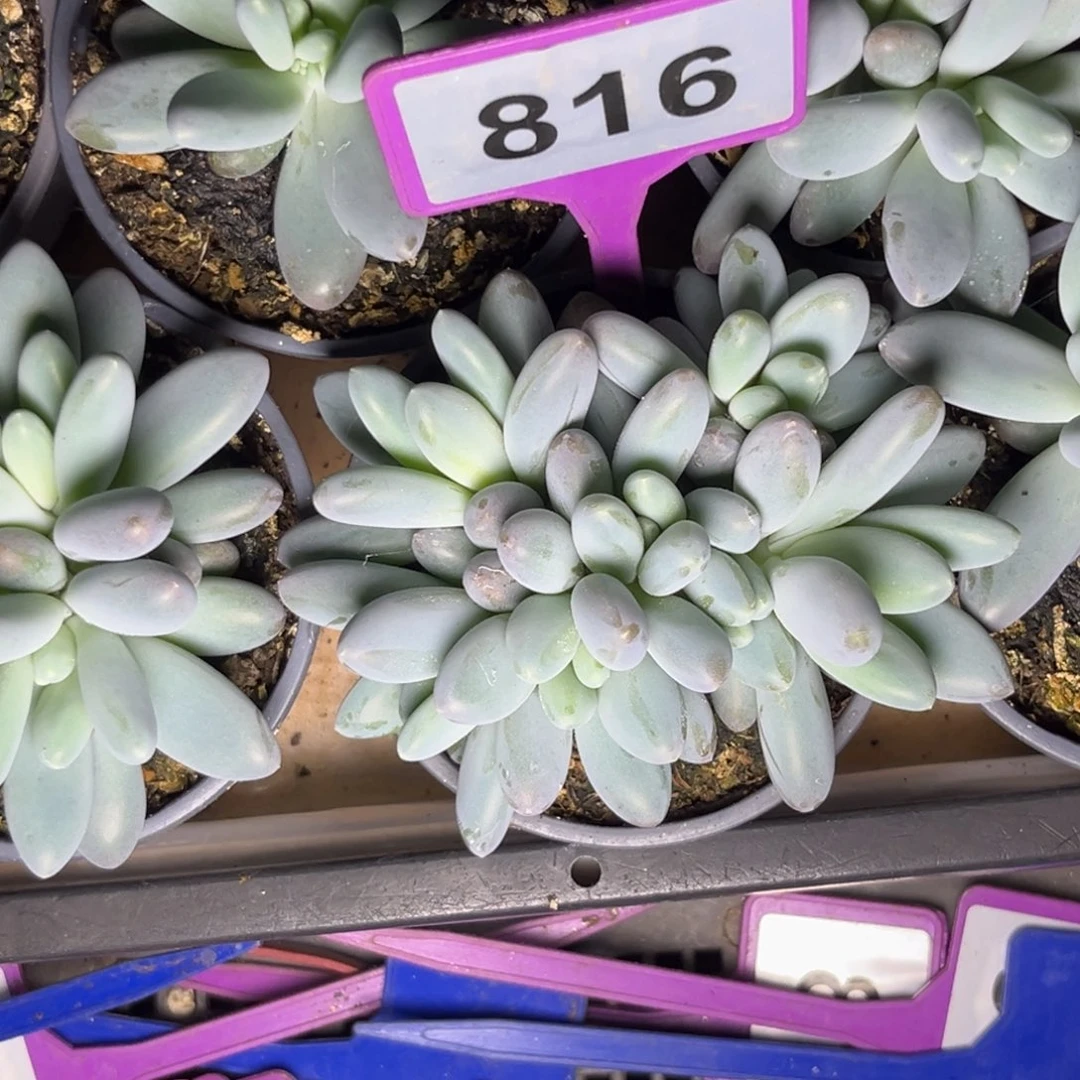 转***圈多肉植物胖橙龙816