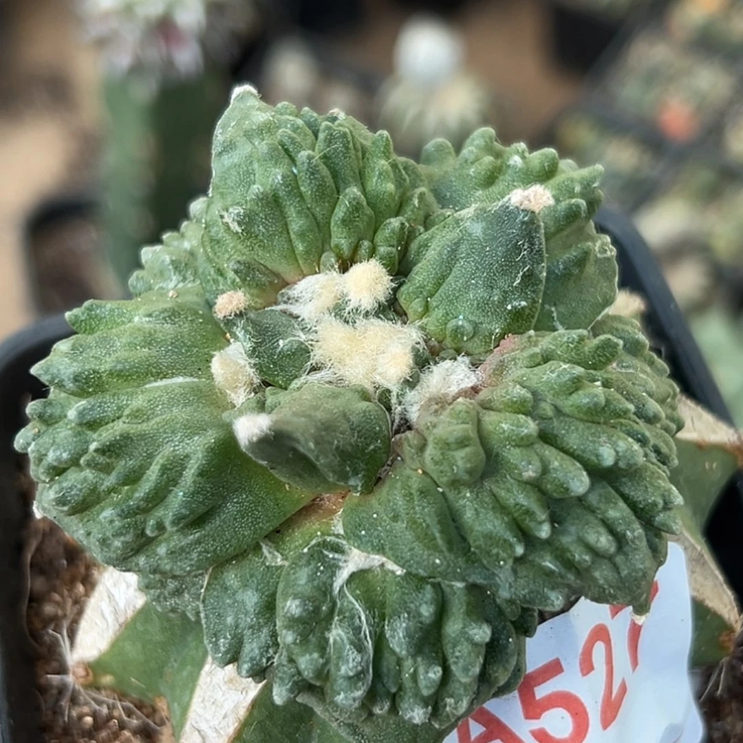 无花朵福利大尤炸尤怒涛牡丹527