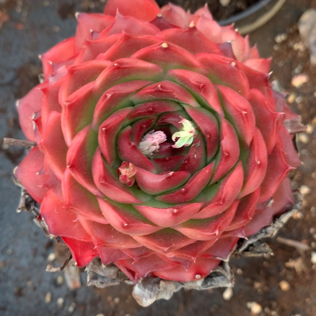 6880杂交精品基地9厘米