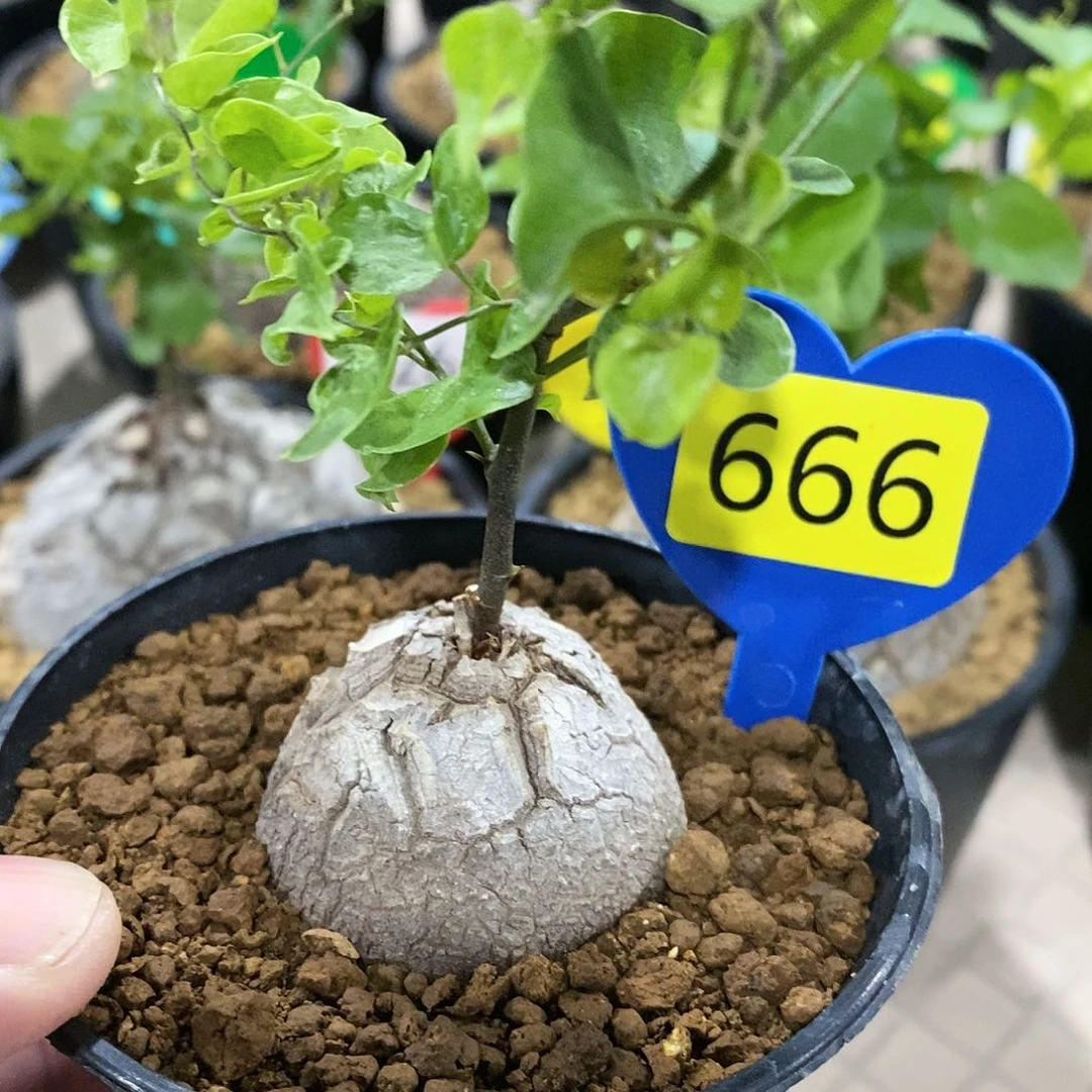 南非龟甲龙龟甲龙