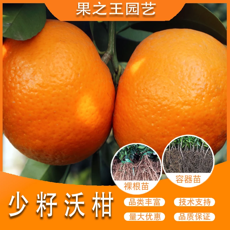 果之王【少籽沃柑】盆栽地栽正宗嫁接好管理南北耐寒柑橘苗