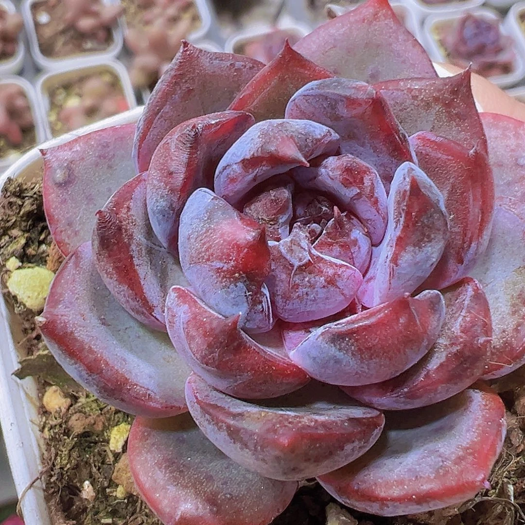 小黑橙19包邮多肉植物