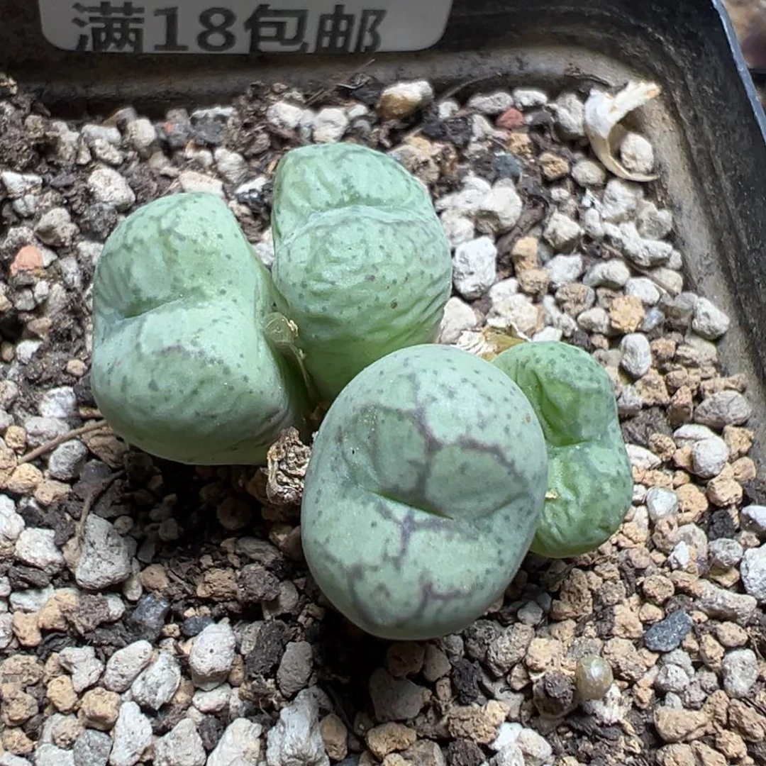 【闪购商品】 1129。