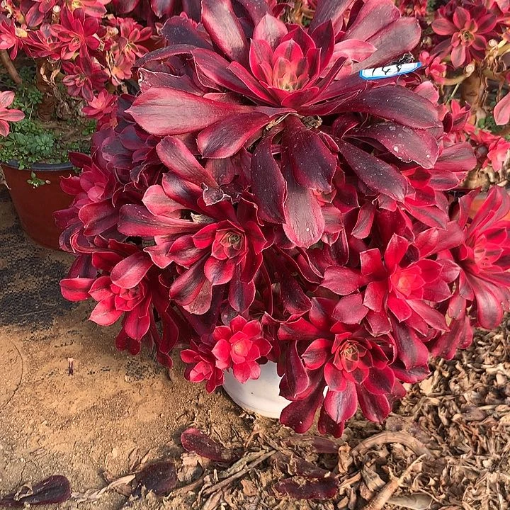 多肉植物凤冠149