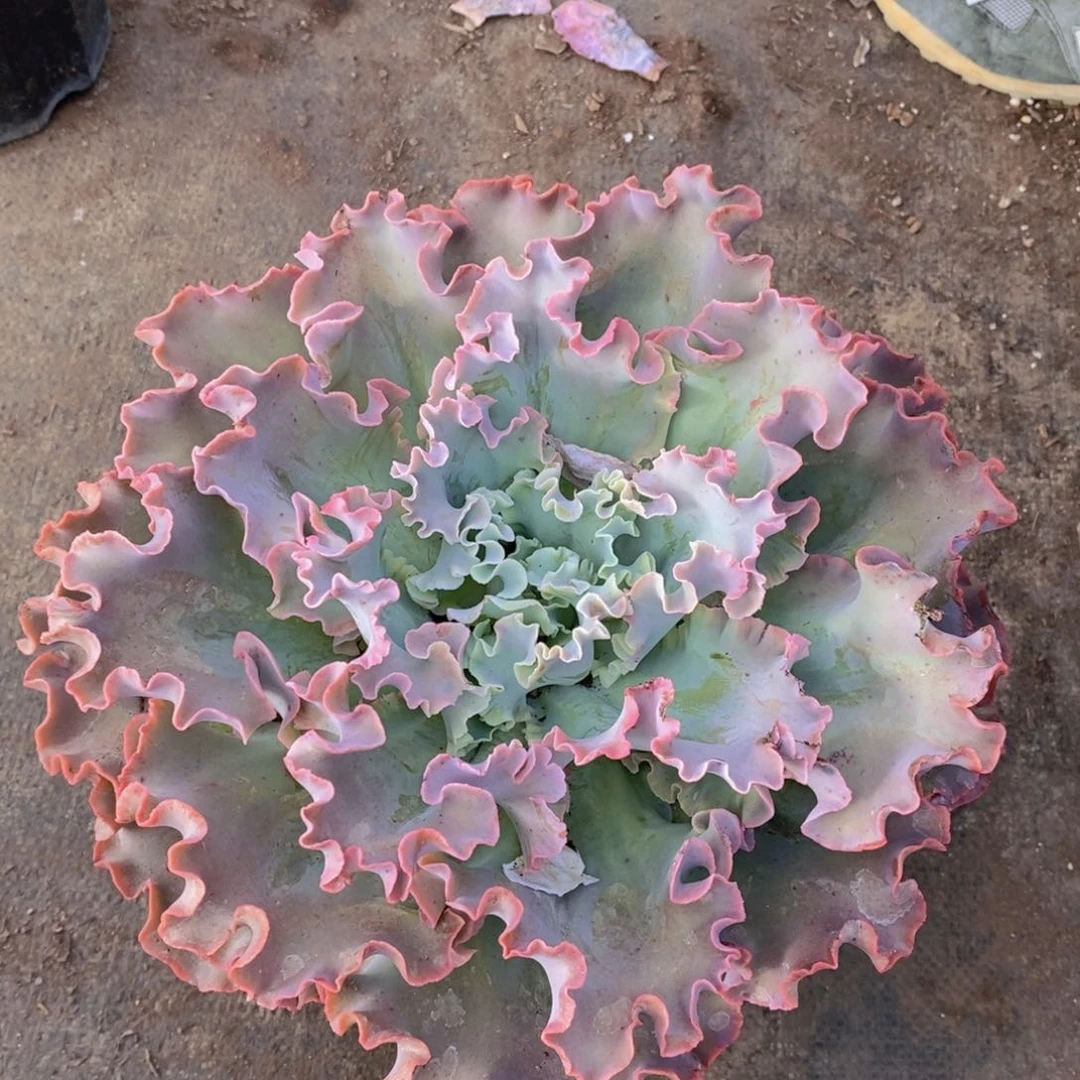 高沙之翁大单头老桩