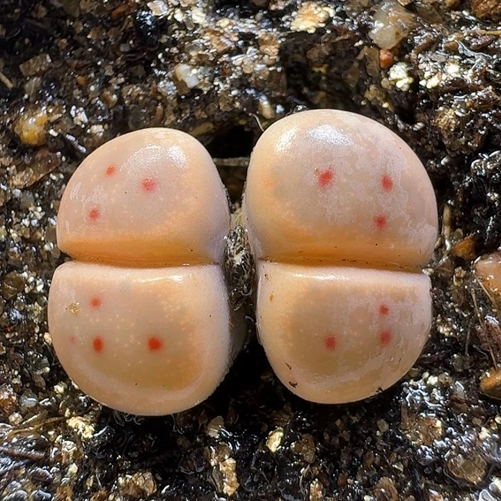 生石花1111111。  200