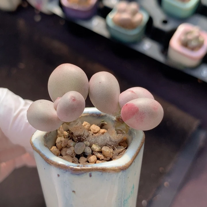 蛋黄奶酪 2+1木质桩