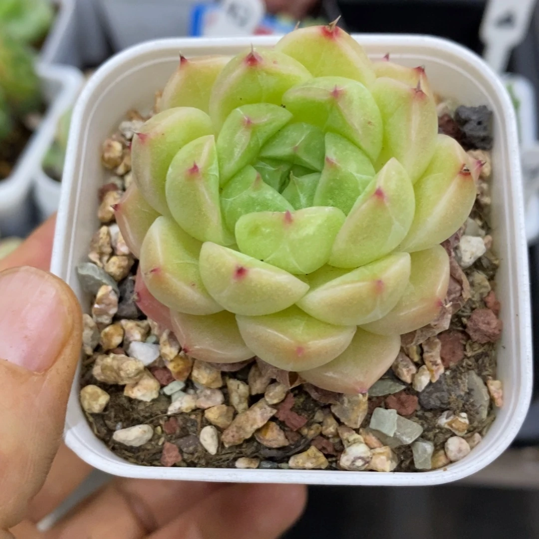 精品多肉一物一拍不包整279