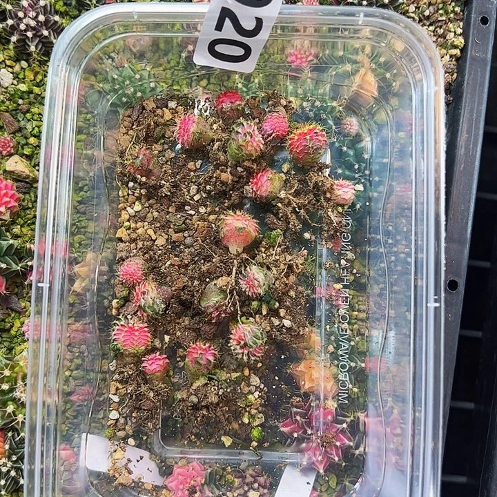 黄***瑞当前无花栽培后可以开花920