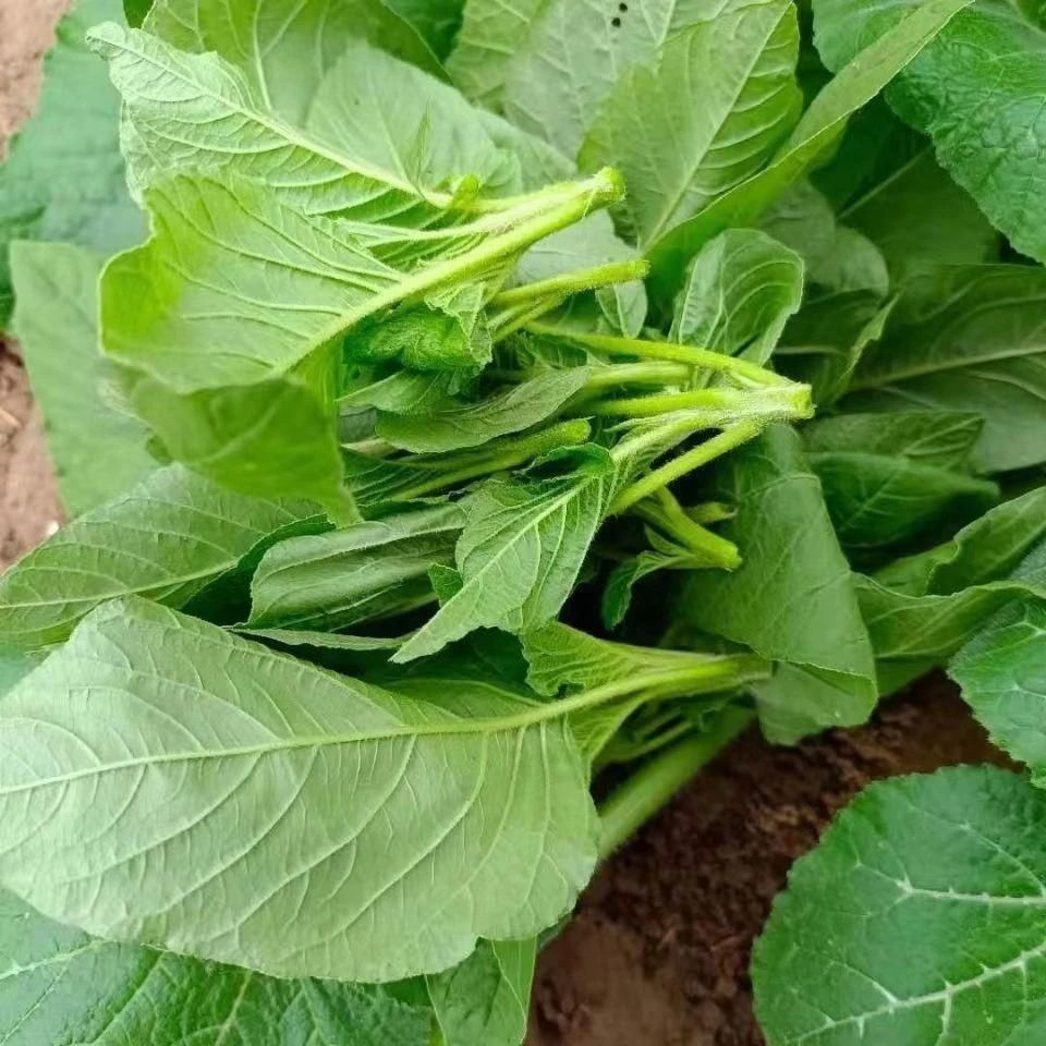 野生苋菜刺菜刺莱养生菜精选野苋菜新鲜精选发货现采现发