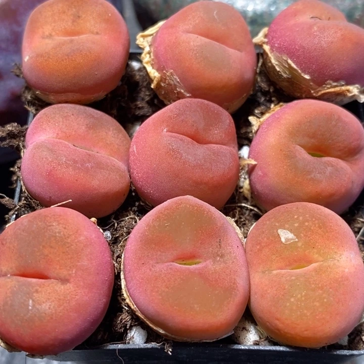 丝绒水蜜桃2颗一组