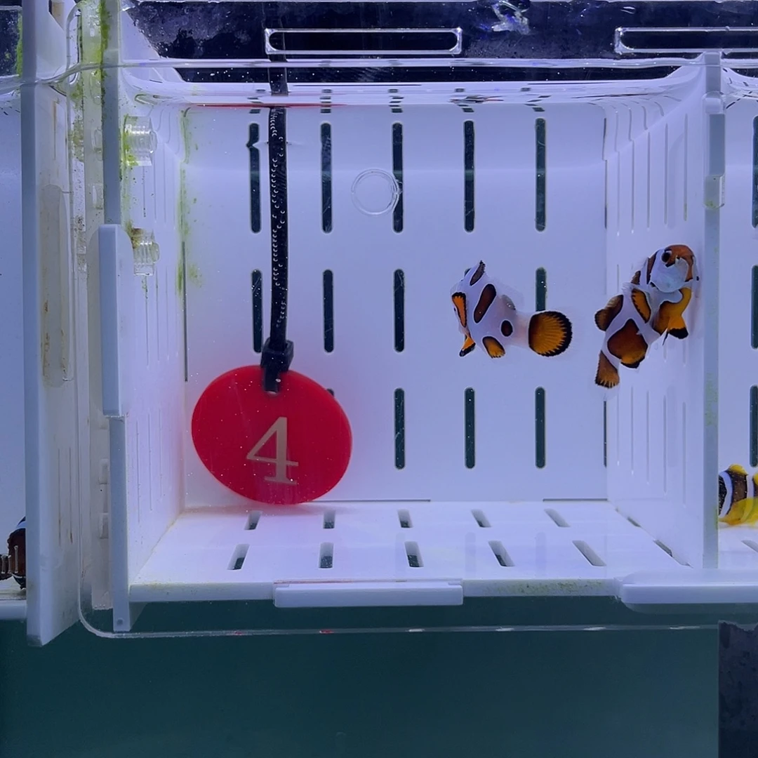 海水鱼橘猫小丑鱼