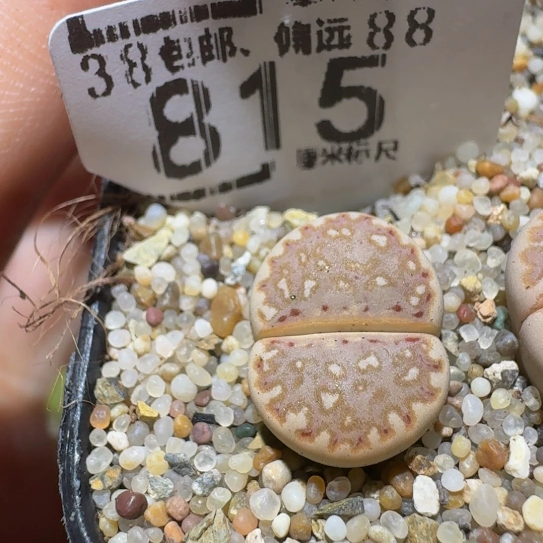 Sssss精品生石花815