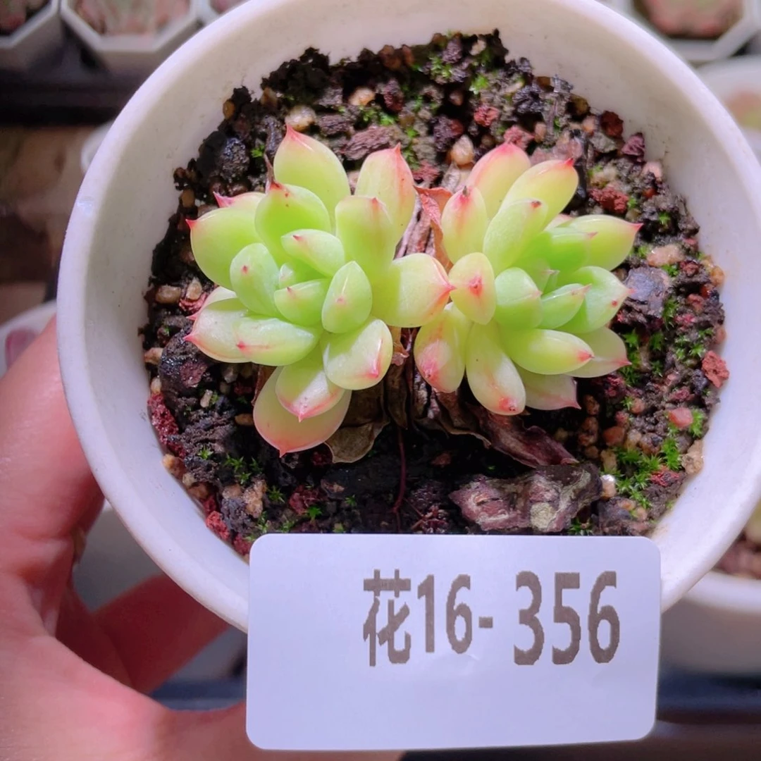 花利美16-356新品