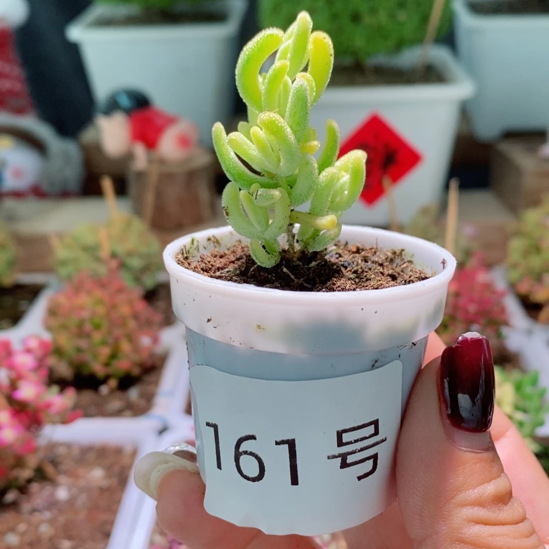 钻石黄锦带盆土发货一物一拍