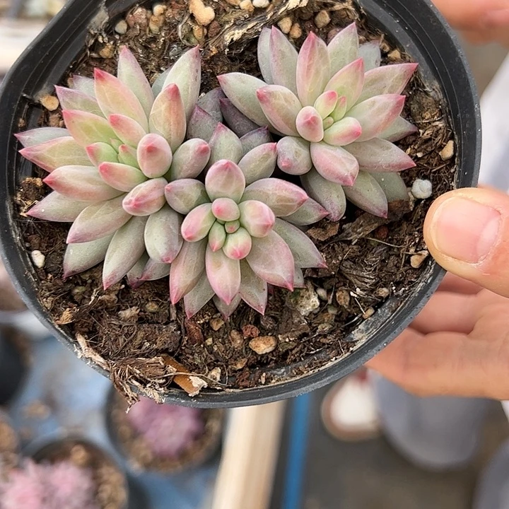 【闪购商品】彩体虞美人多肉植物