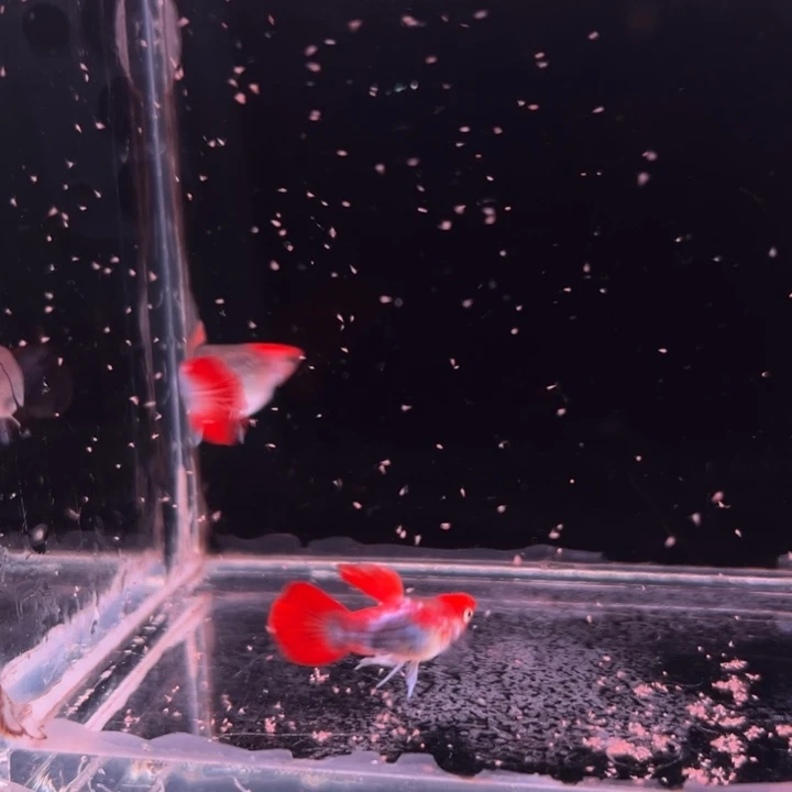孔雀鱼深海蓝球1对