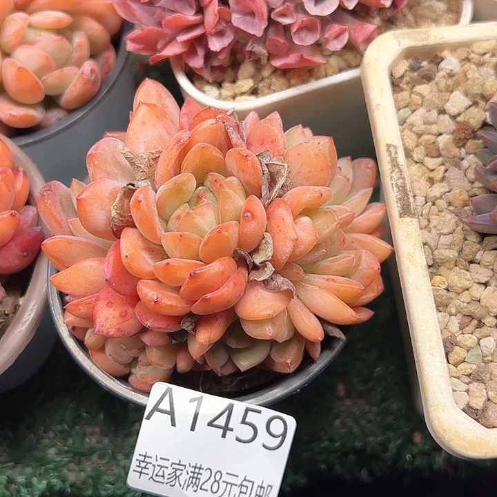 幸运的是我的朋友们