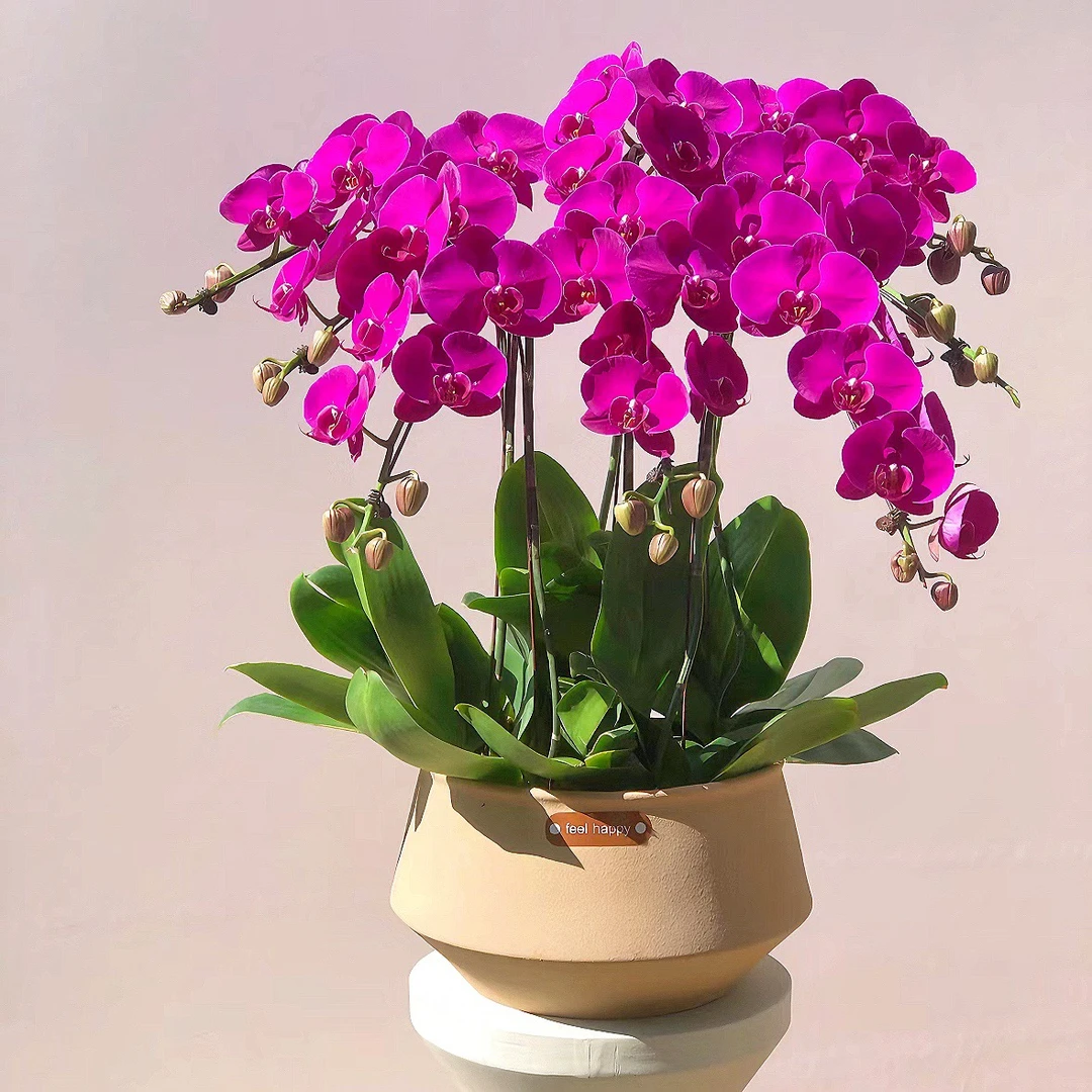 蝴蝶兰大辣椒高花剑苗 带花苞