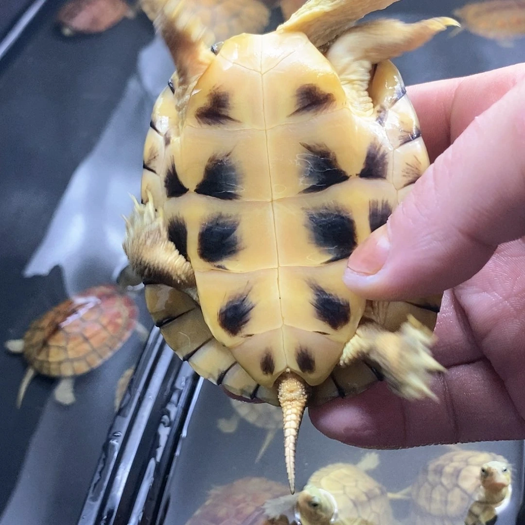 【闪购商品】温*社牛龟