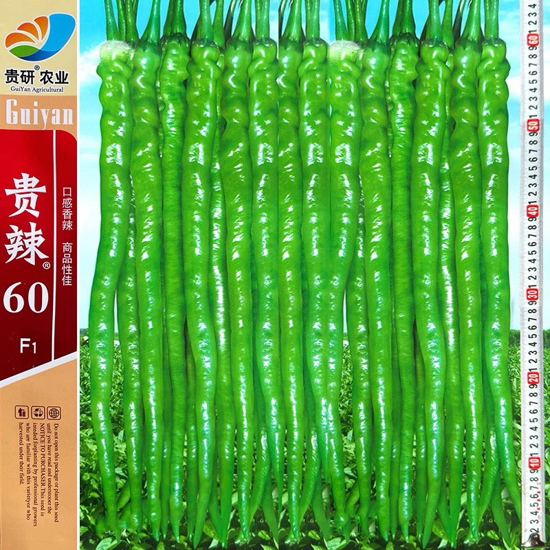 贵辣60特长线辣椒种子早熟杂交辣椒种果长35-50厘米高产蔬菜种子