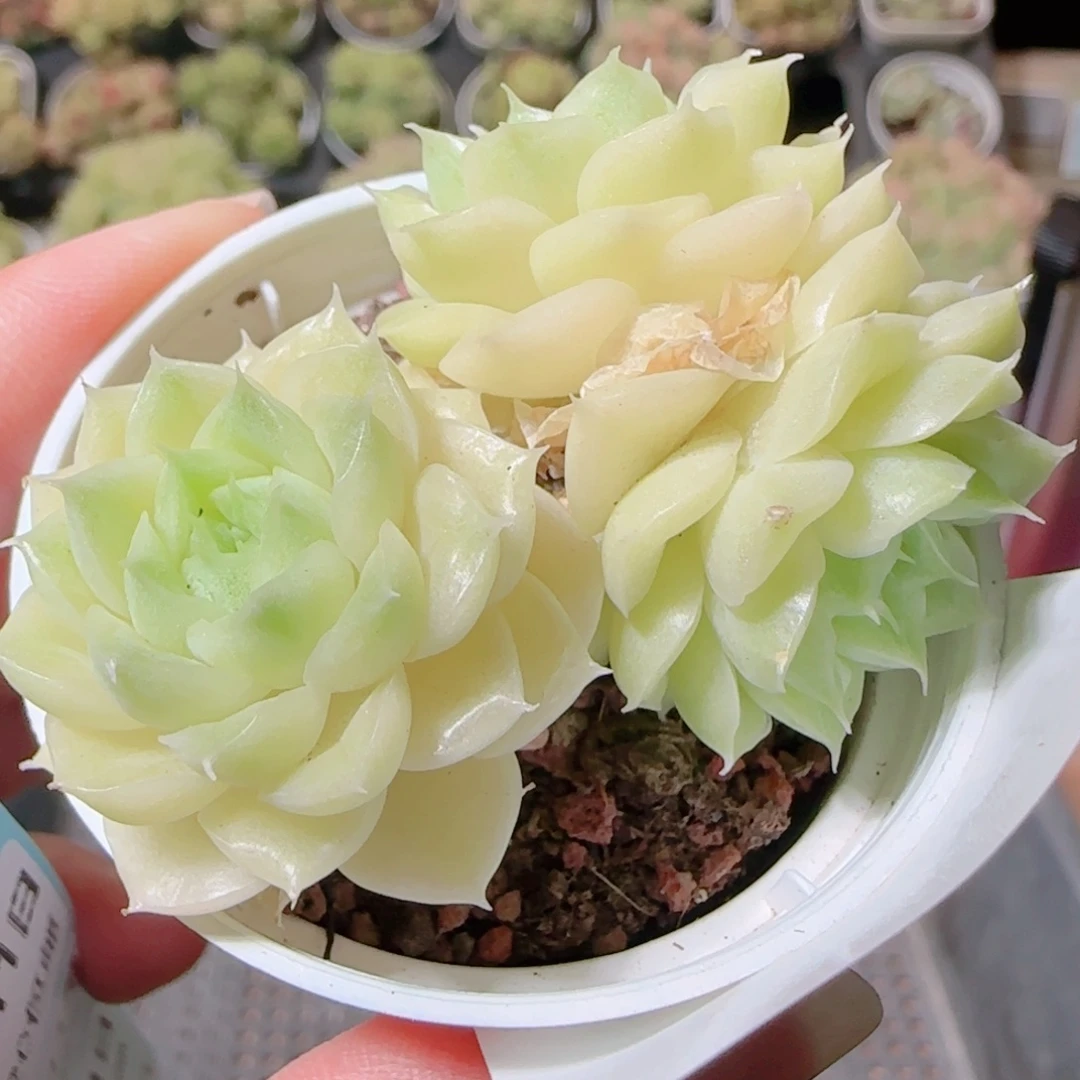 花语逸镜1111-46散