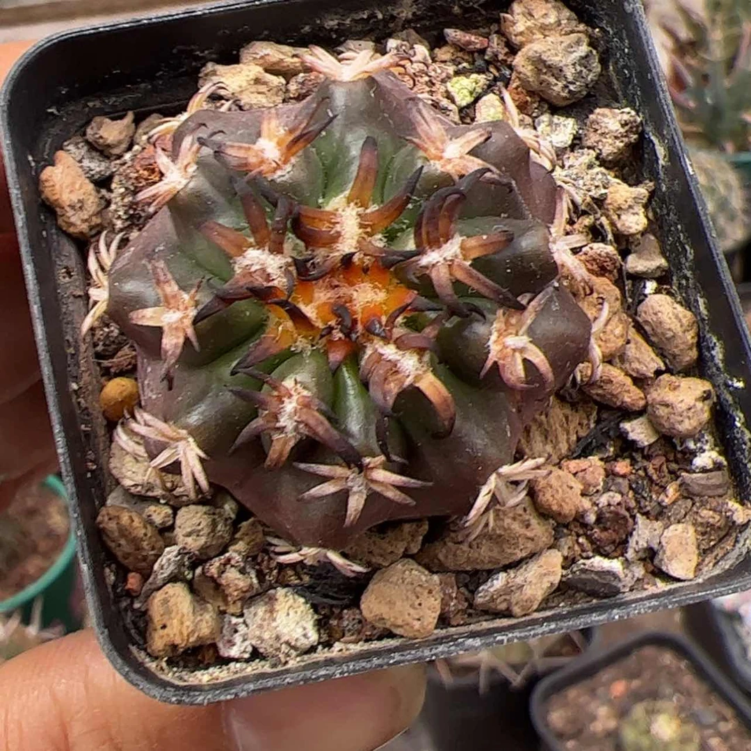 【闪购商品】实生仙人球