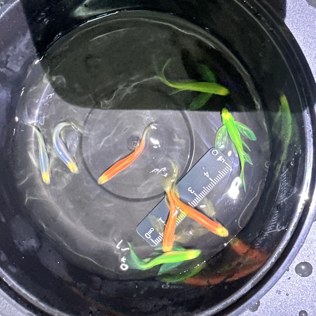 精品蝶翼斑马鱼10条 （尺寸不大介意慎拍）售后请提供开箱视频