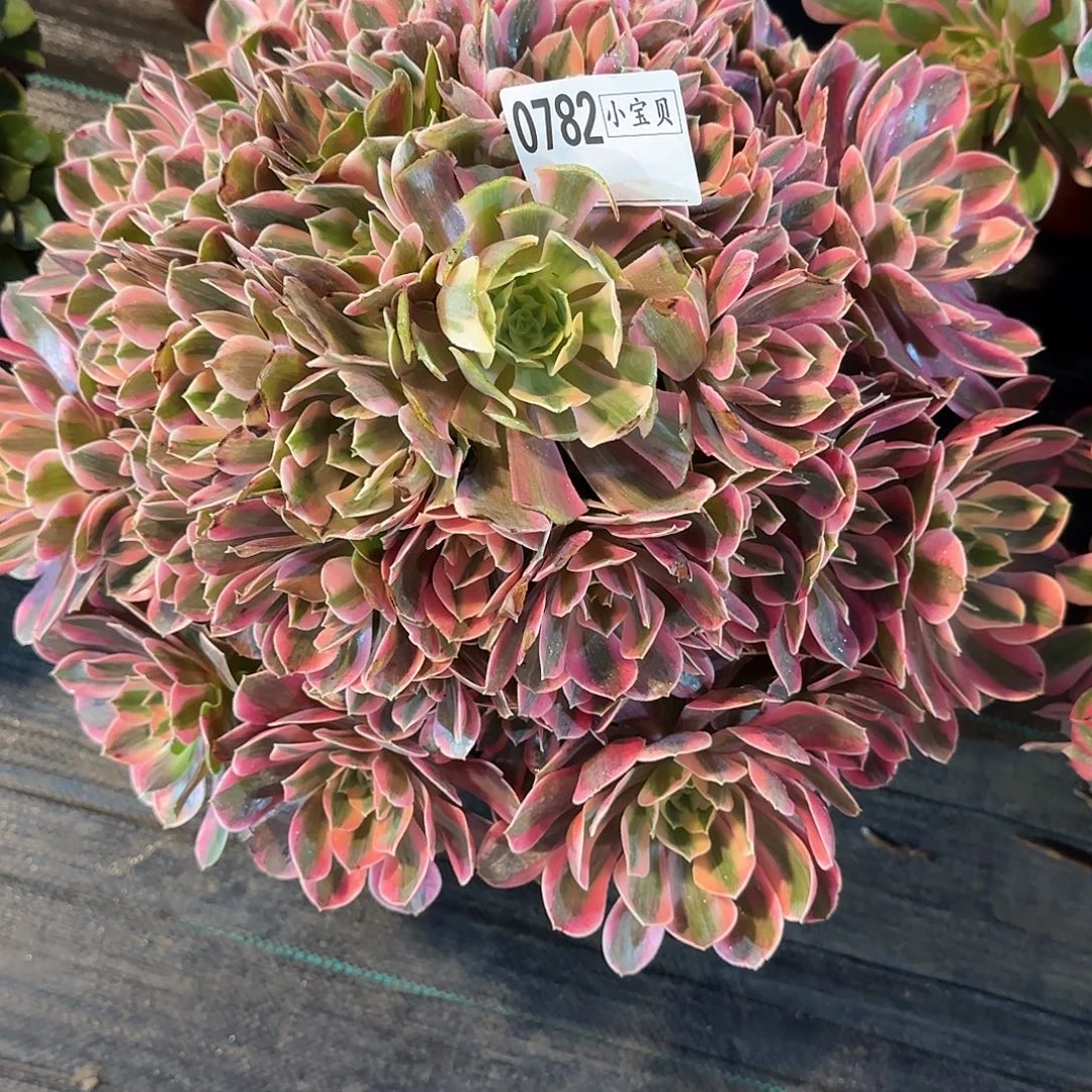 岁***^女妖多肉0782多肉多肉